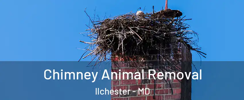 Chimney Animal Removal Ilchester - MD