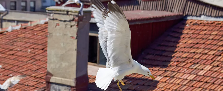 Residential Chimney Animal Removal Solution in Ilchester, MD
