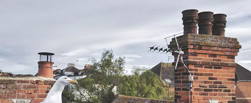 Chimney Cleaning And Restoration in Ilchester, Maryland